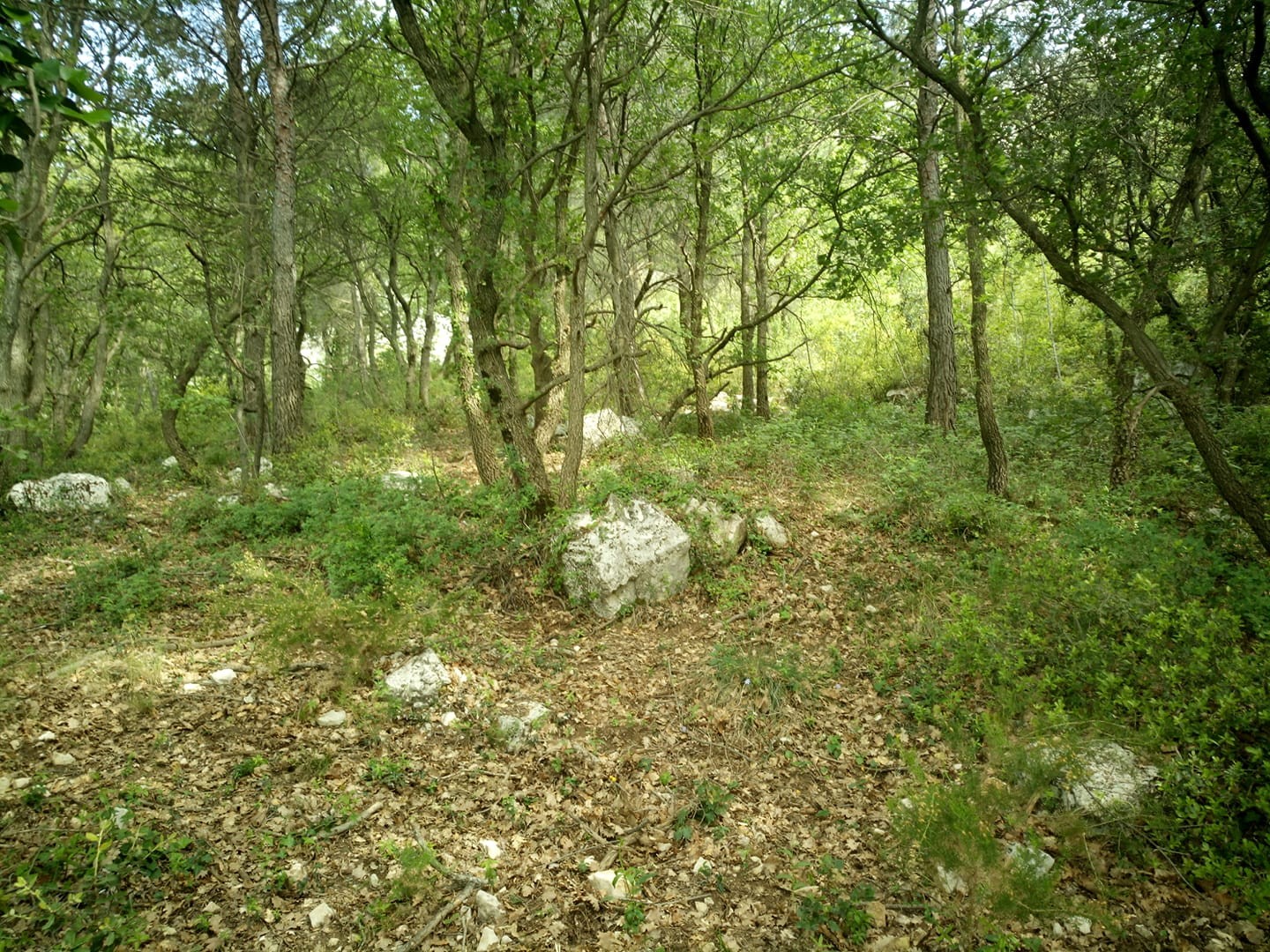 Clairière au milieu des chênes