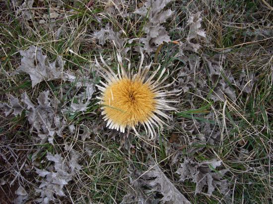 Carline à feuilles d'acanthe ou Cardabelle