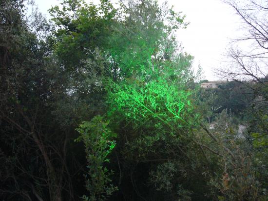 Lumière de couleur dans les arbres