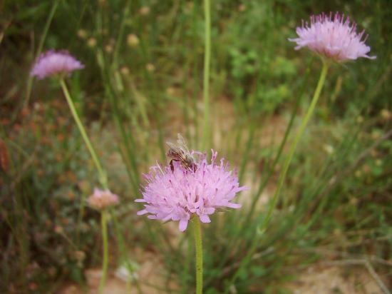 Petite abeille