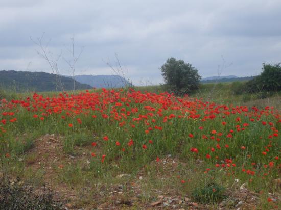 Coquelicots